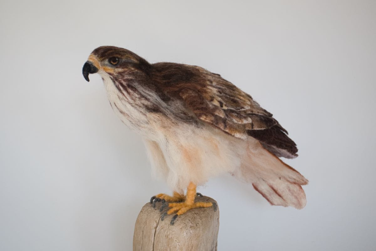 Hawk on Dwood web_1839