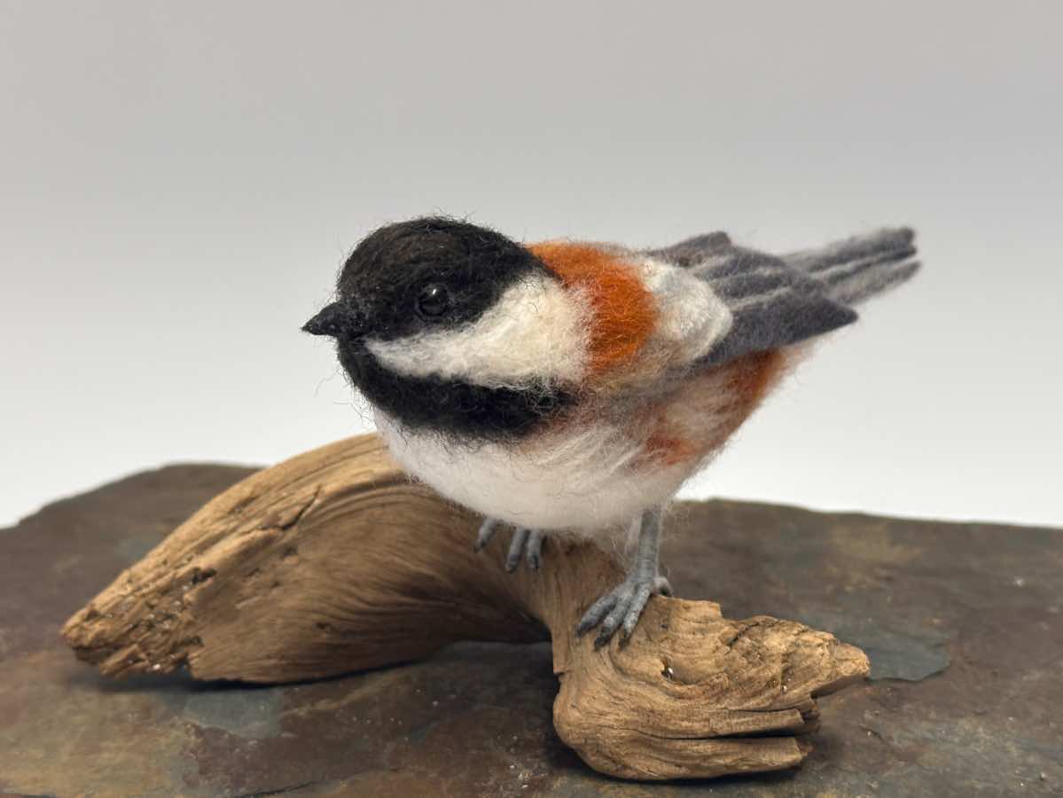 Chestnut Chickadee