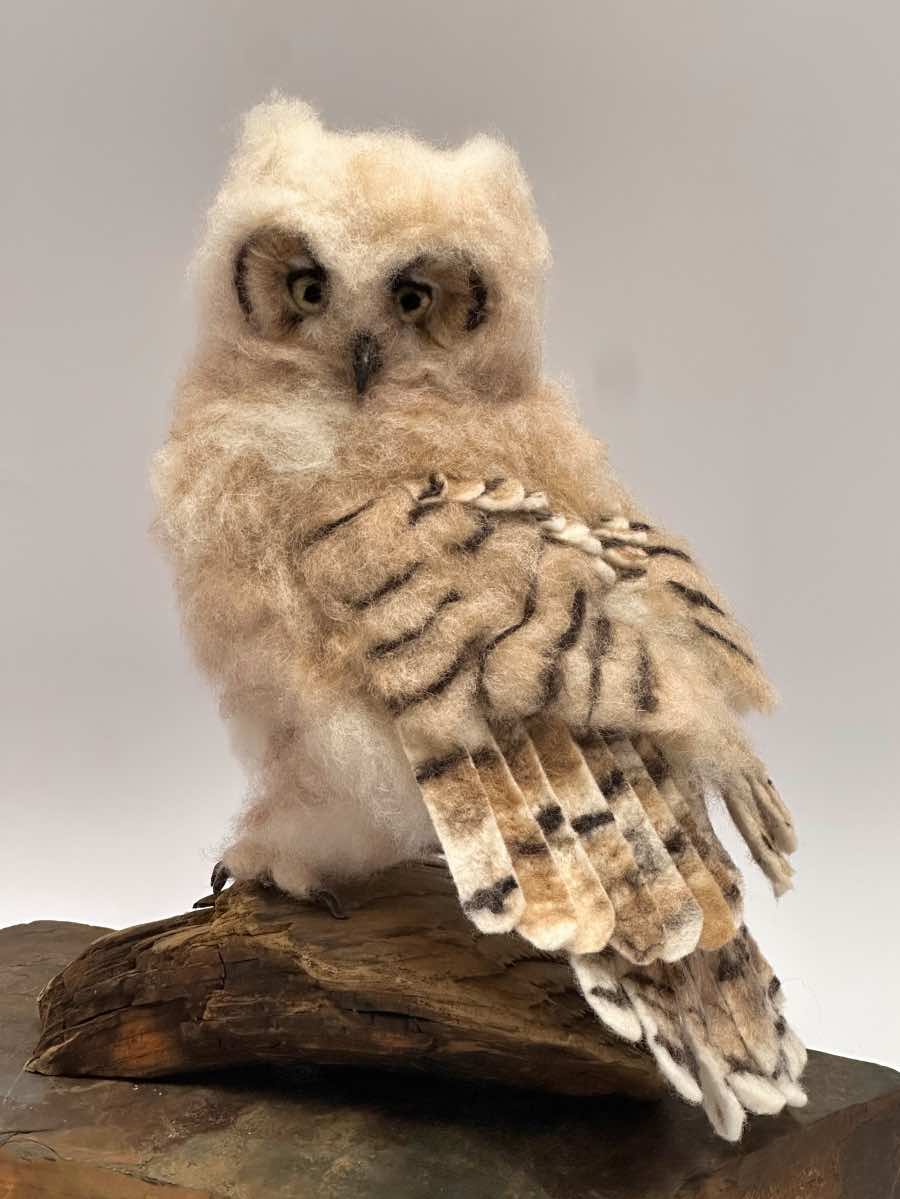 Great Horned Owlet