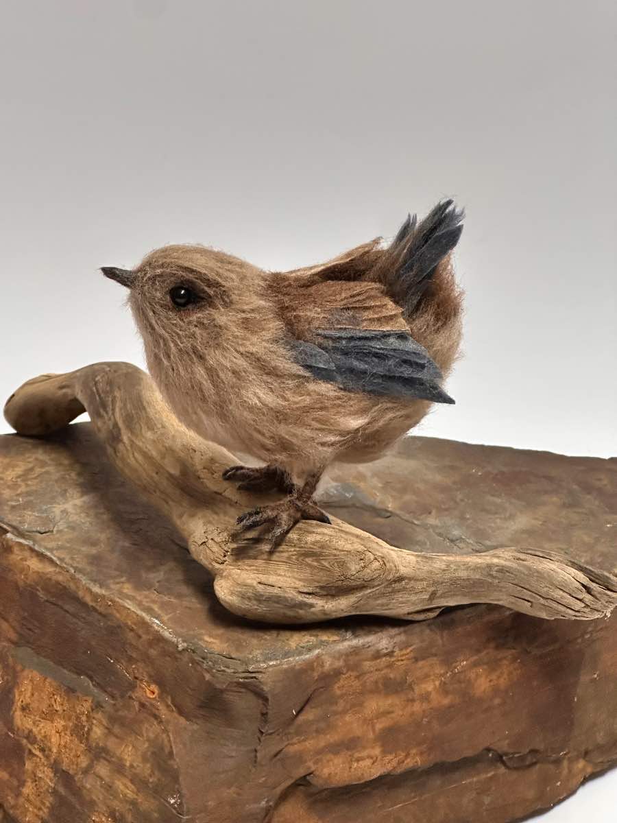 Pacific Wren P