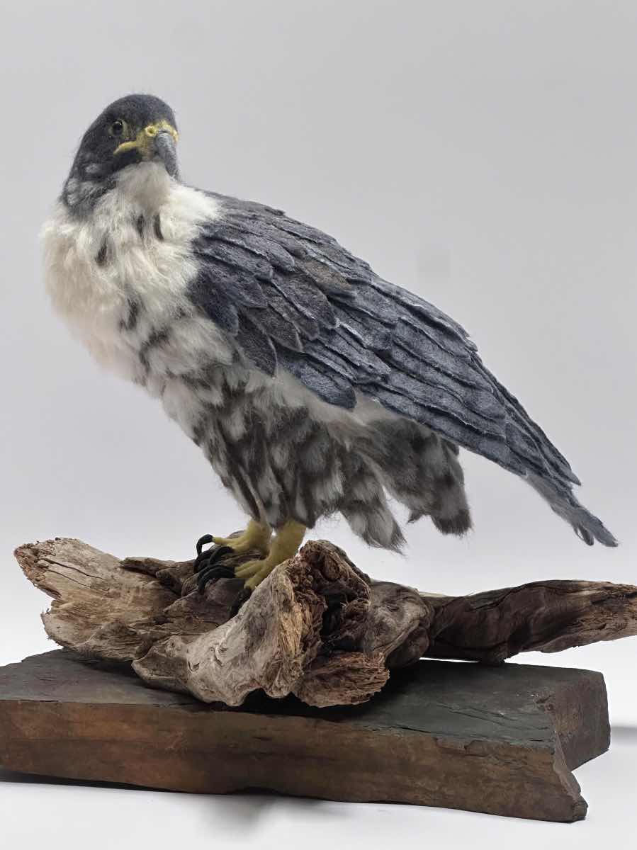 Peregrine Falcon