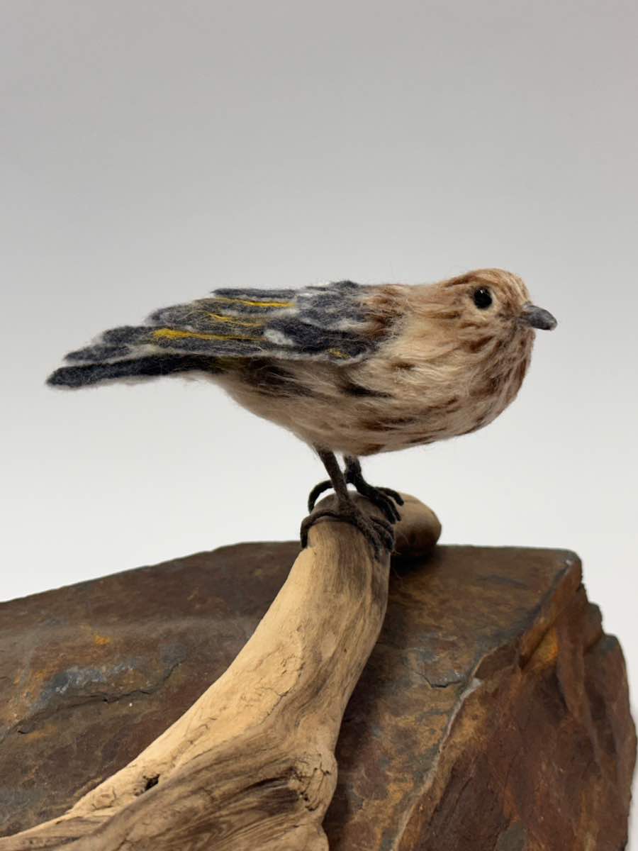 Pine Siskin