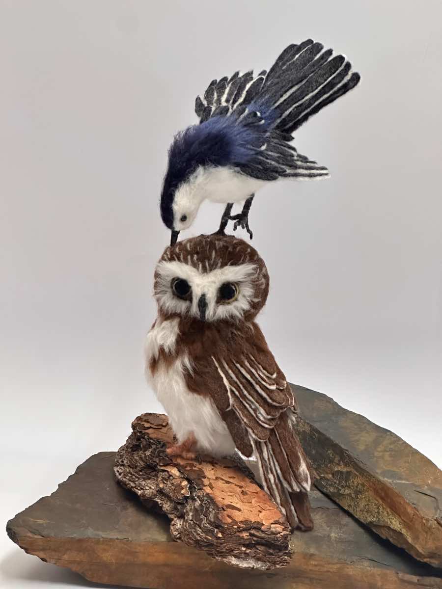 Saw Whet Owl with Nuthatch