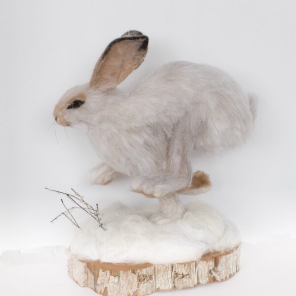 Snowshoe Hare