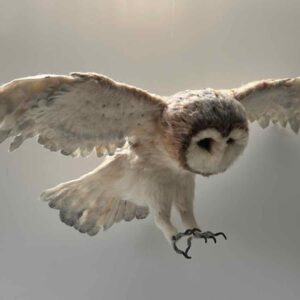 Hunting Barn Owl