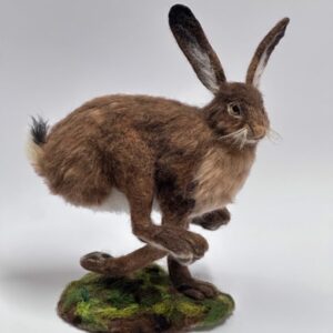 Darting Hare
