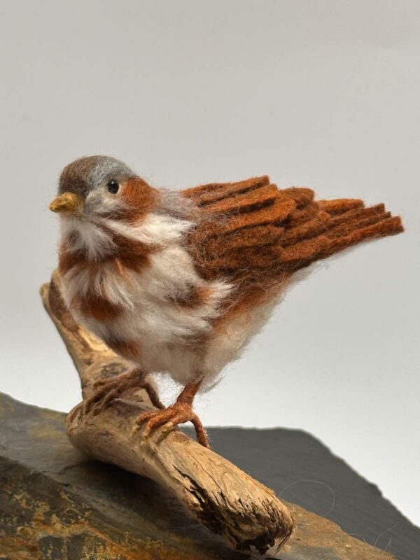 Fox Sparrow