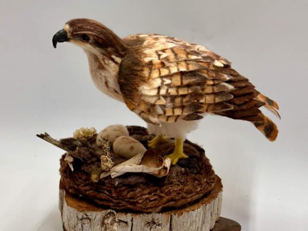 Red-tailed Hawk on nest