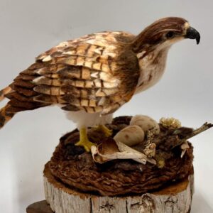 Red-tailed Hawk on nest