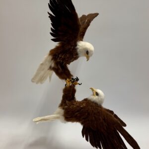 Bald Eagle Courtship