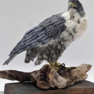 Peregrine Falcon