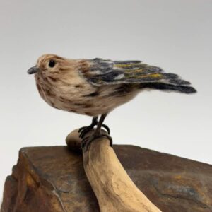 Pine Siskin