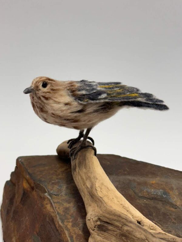 Pine Siskin