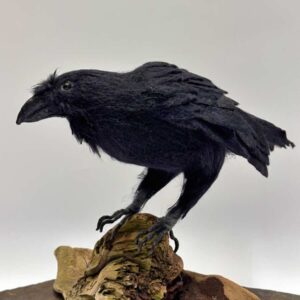 Watchful Raven