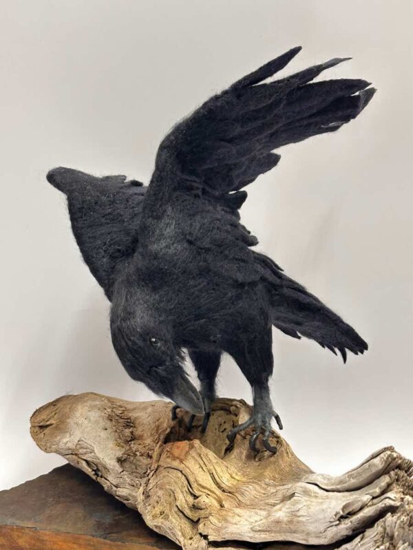 Curious Raven