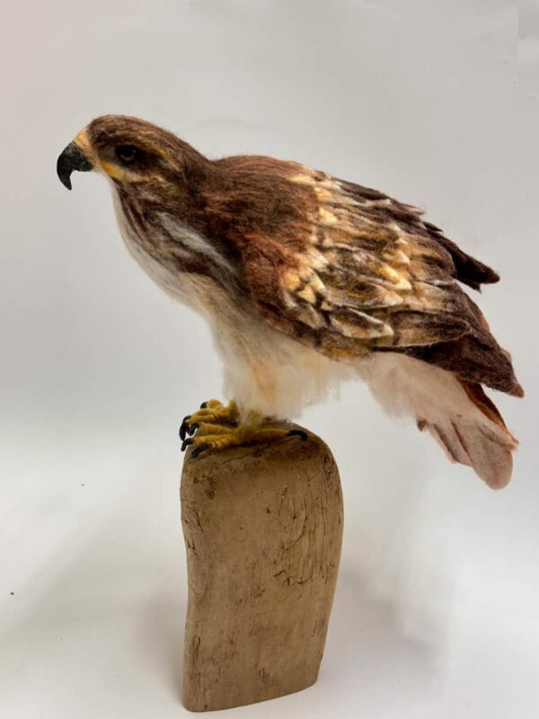Red-Tailed Hawk
