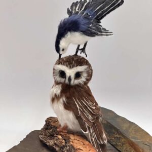 Saw-Whet Owl & White Chested Nuthatch