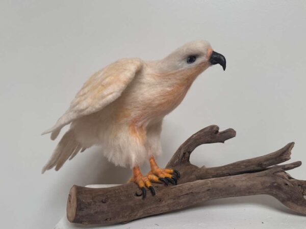 Leucistic Red-Tailed Hawk